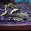 Magnum Pleco
