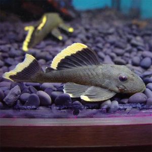 Magnum Pleco