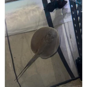 Motoro stingray for sale
