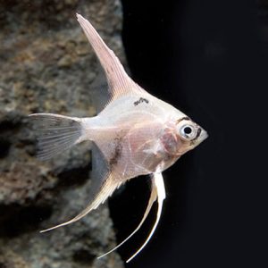 Panda Angelfish