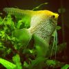 Pearlscale Gold Angelfish