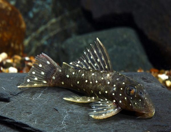 Peppermint Pleco L030