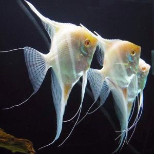 BUY FRESHWATER ANGELFISH