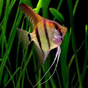 Pterophyllum Scalare Angelfish