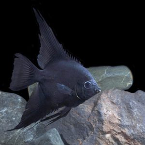 Pterophyllum Scalare Black Angelfish domestic Black Raven