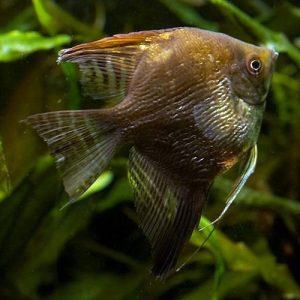 Pterophyllum Scalare Chocolate Angelfish