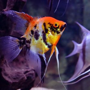 Red Marbled Angelfish