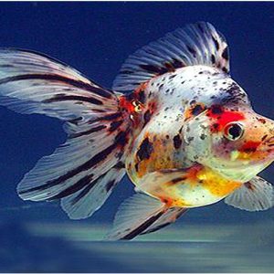 LARGE FANCY GOLDFISH