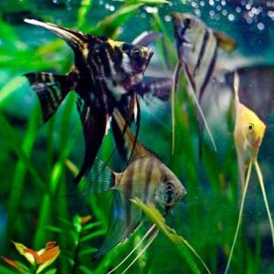 Scalare Assorted Angelfish 2″+