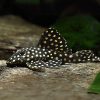 Snowball Pleco