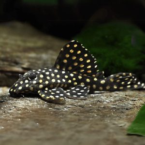 Snowball Pleco