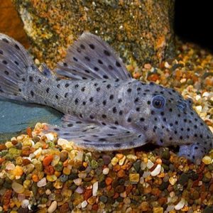 Sultan Pleco L264