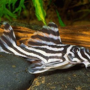 True Zebra Pleco L-46 Tank Raised