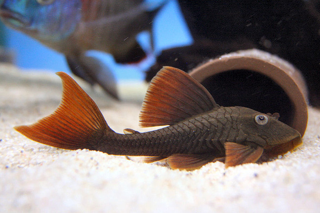 Violet Bruno Pleco L-137