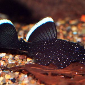 White Seam or Starlight Bristlenose Catfish L183