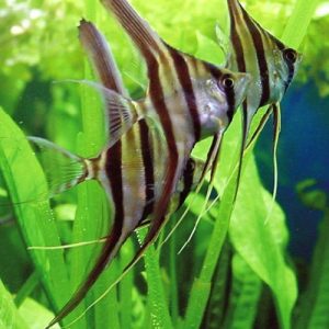 Wild Pterophyllum Altum Angelfish