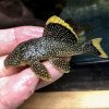 gold nugget pleco for sale
