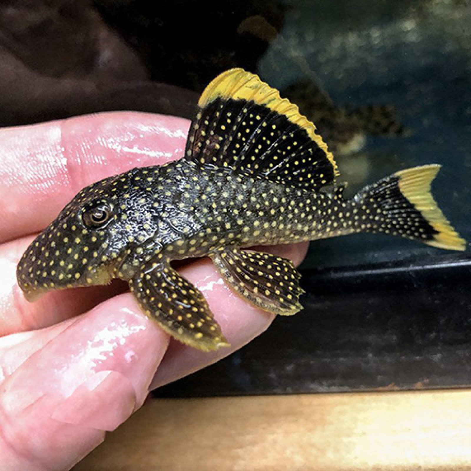gold nugget pleco for sale