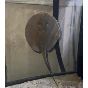 motoro stingray for sale near