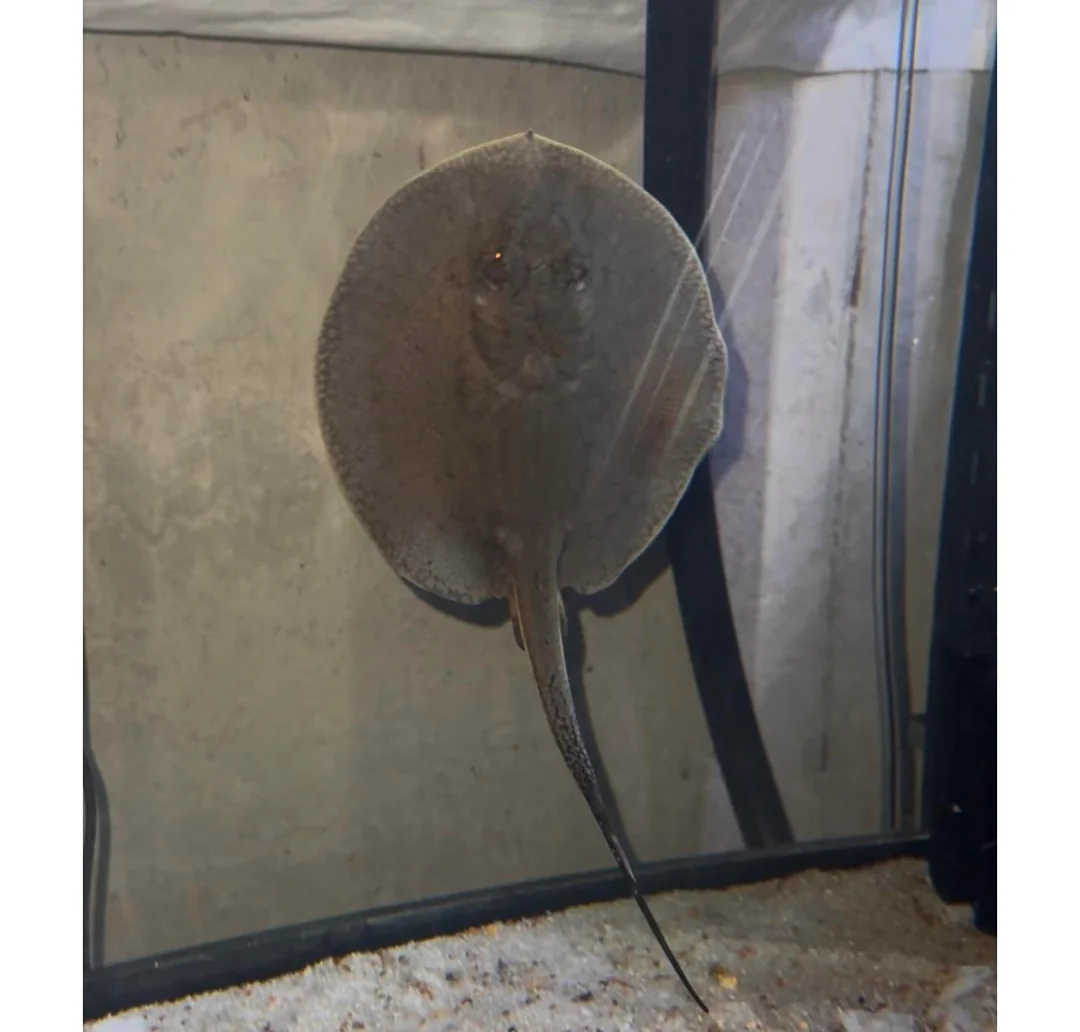 motoro stingray for sale near