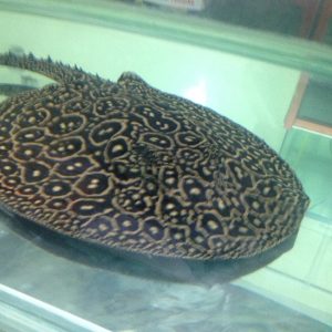 pearl stingray for sale