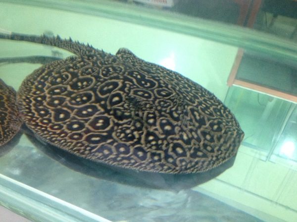 pearl stingray for sale