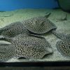 pearl stingray price