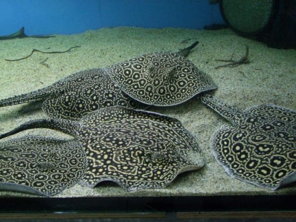pearl stingray price