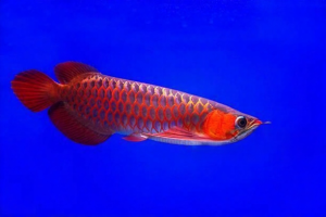 TYPES OF RED AROWANA