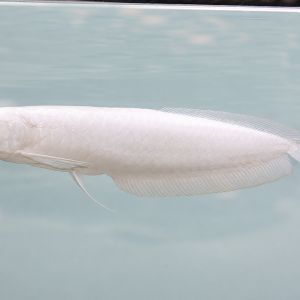 Buy platinum silver arowana