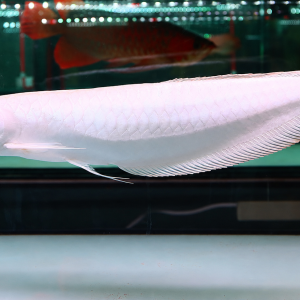 Platinum silver arowana