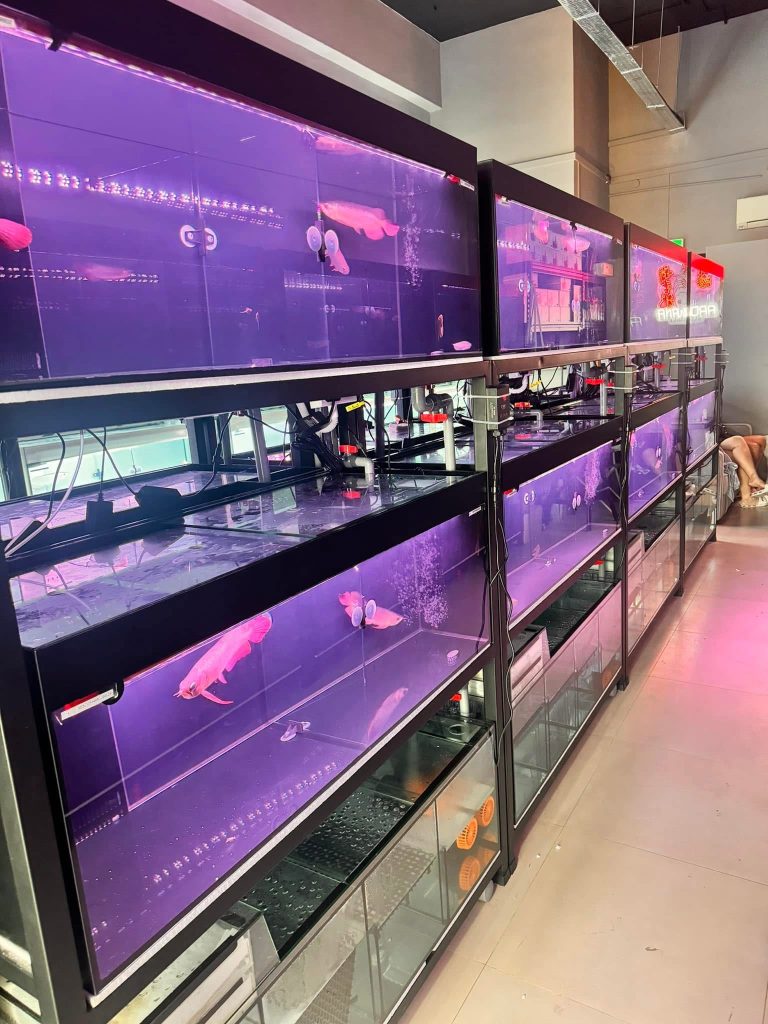 arowana breeders near me