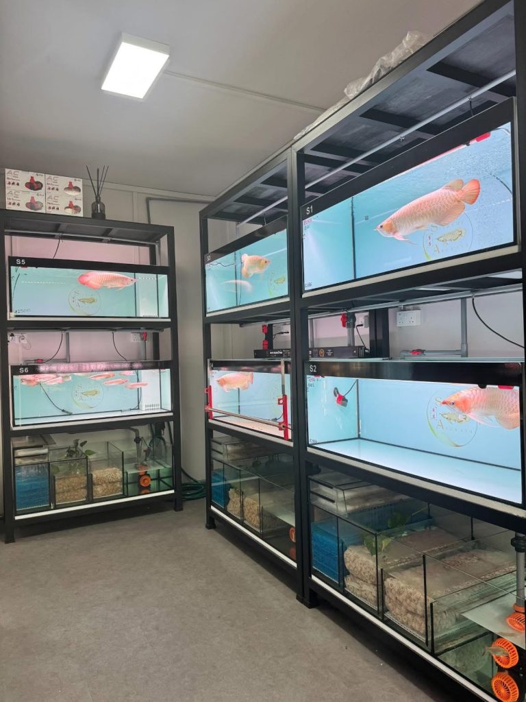 arowana for sale