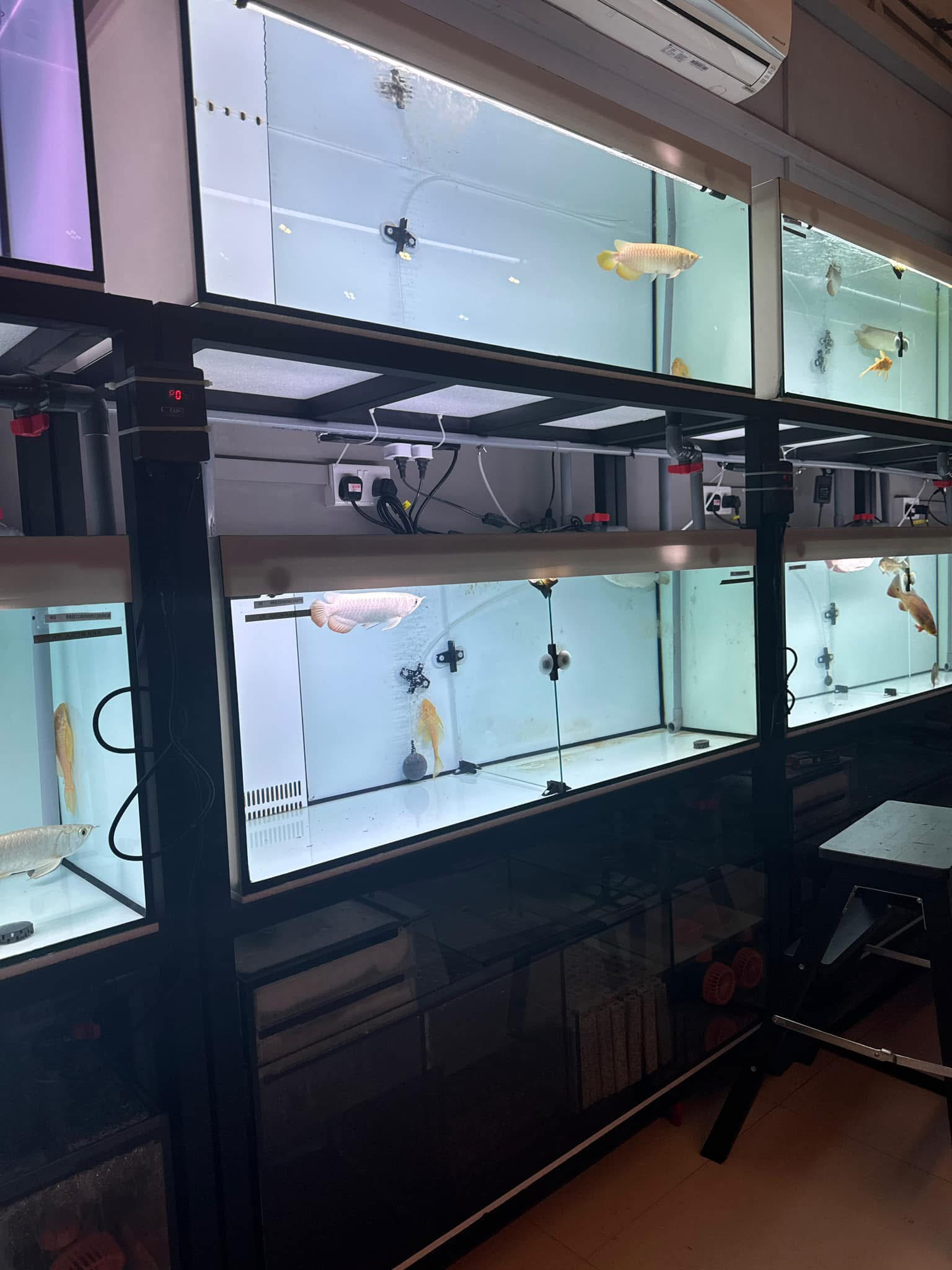 red arowana for sale